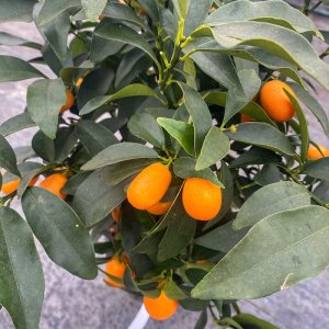 Kumquat (Citrus japonica) ´FORTUNELLA MARGARITA´ - výška 120-140 cm, kont. C10L